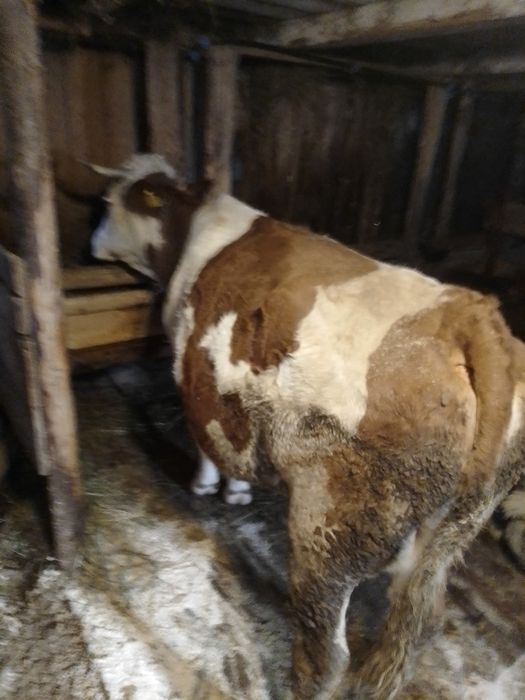 Vaca bălțată de vnzare