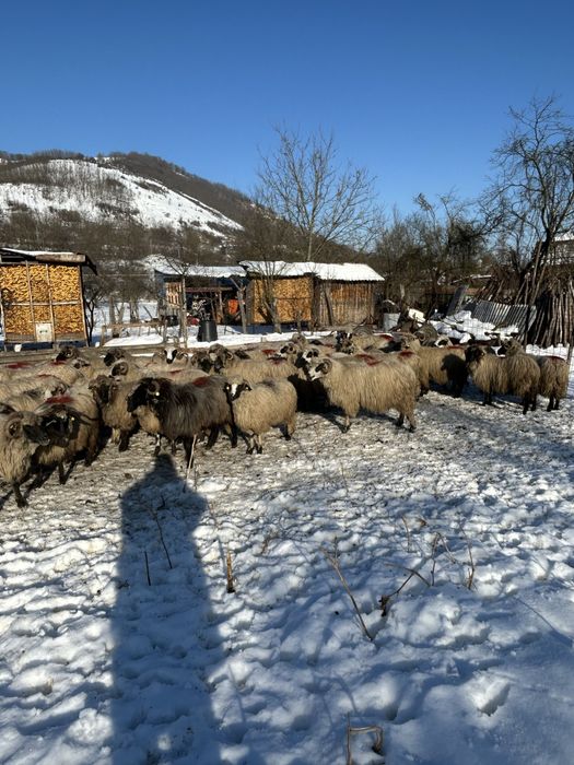 Vând oi bune pentru ținut