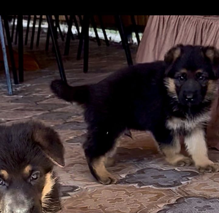 Щенки овчарки доставка до дома