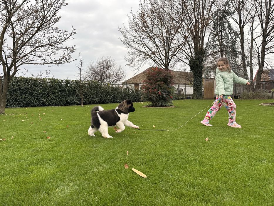 Catel Akita American cu pedigree de tip A