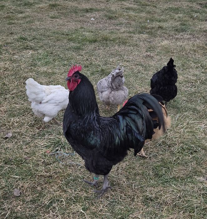 Vând cocoși Australorp!