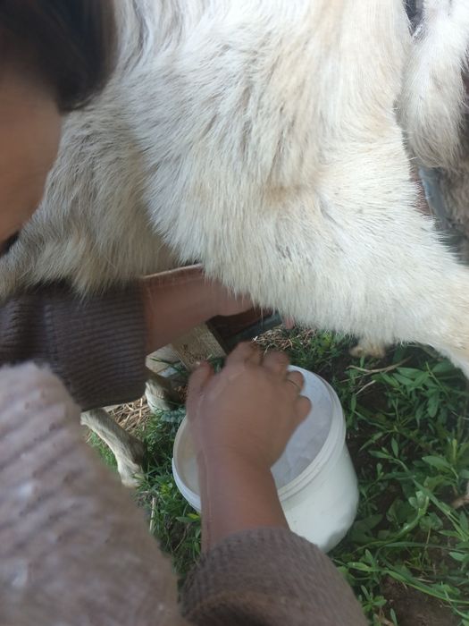 Сауынды ешкі сатылады