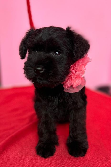 Малки цвергшнауцери търсят своя дом