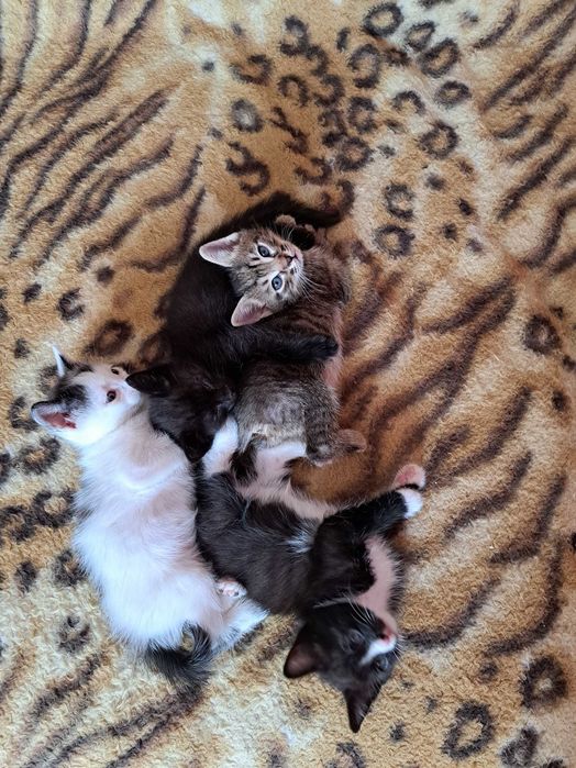 котяток пристраиваю
