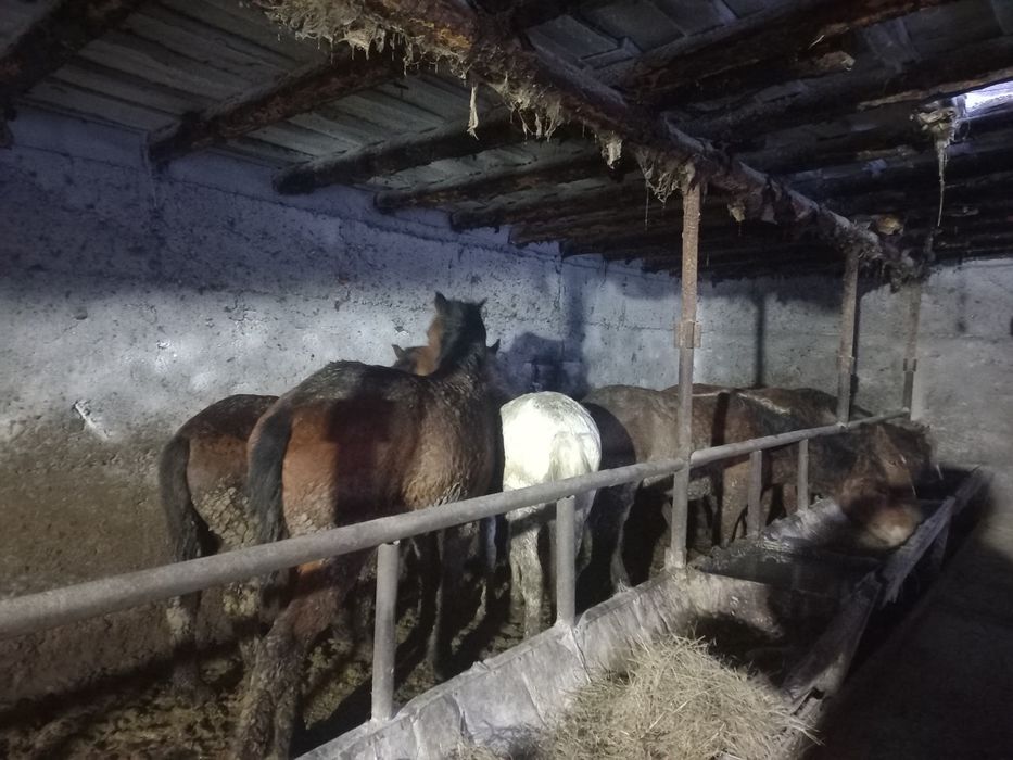 Жылқылар Сатылады Семіз Откормда Тұрған