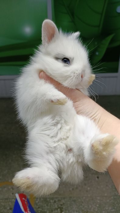 Маленькие домашние кролики