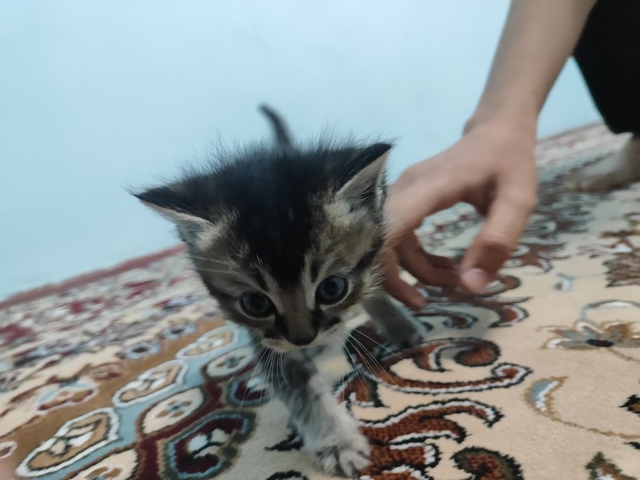 Продаются котята