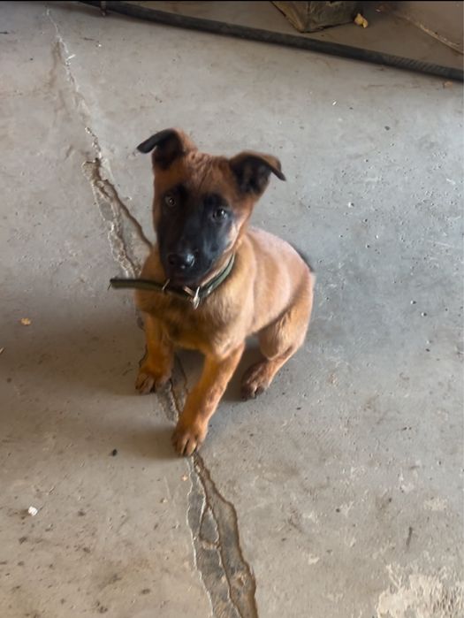 Бельгийская овчарка