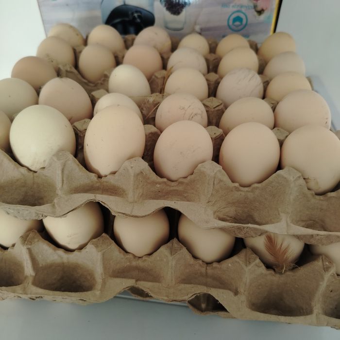 Жұмыртқа   инкубатор  арналған