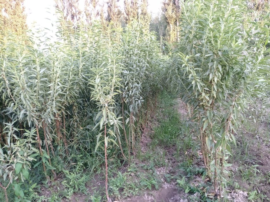 Бодом кучатлар 1 -сорт.  Нави килич ва олтиарик.