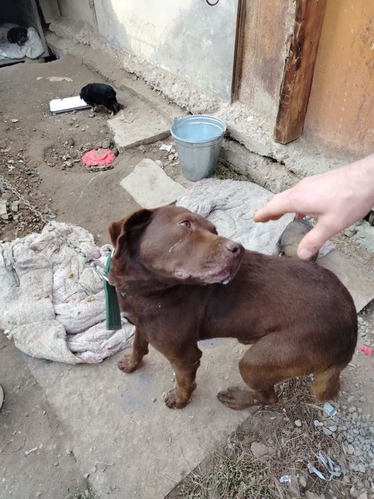 Отдам щенков в хорошие руки