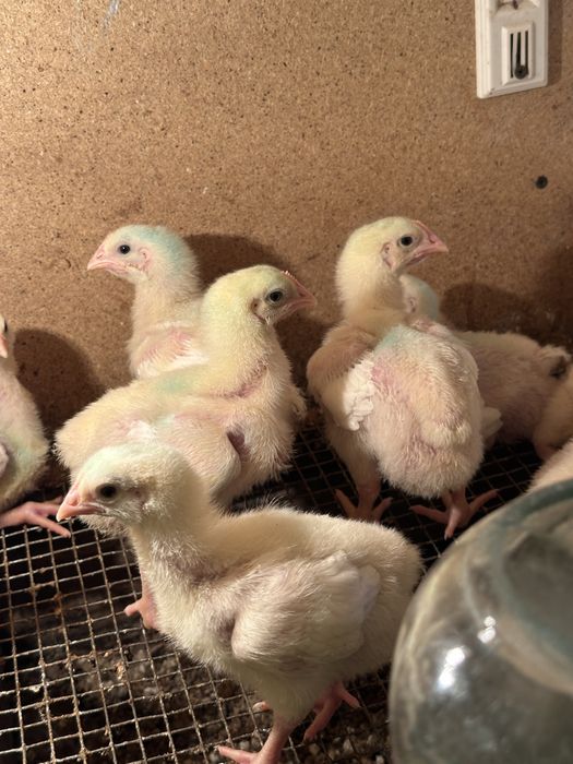 Бройлеры  цыплята