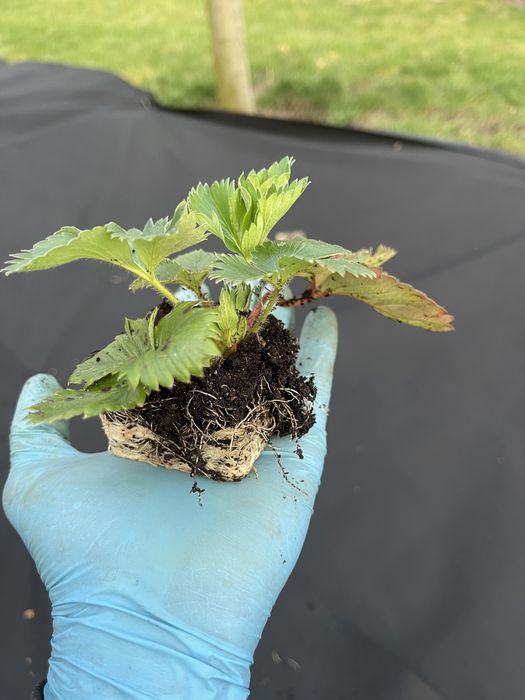 Căpșuni și fragi de padure !!