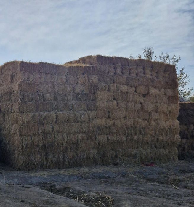 Камыс сабан жеткізу