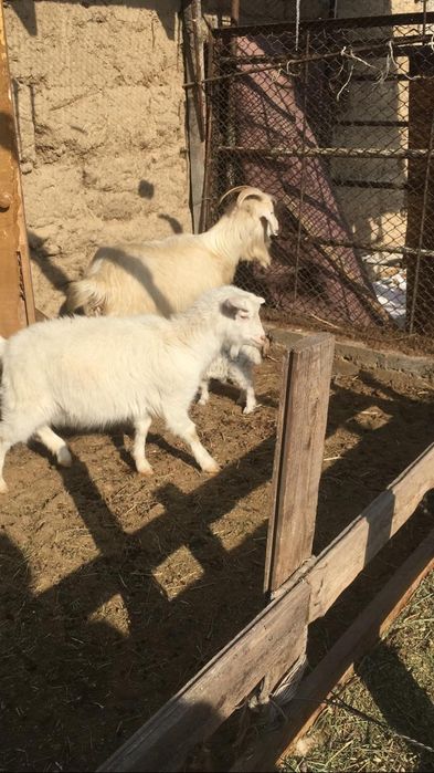 Ешкы, шыбыш, сатамын