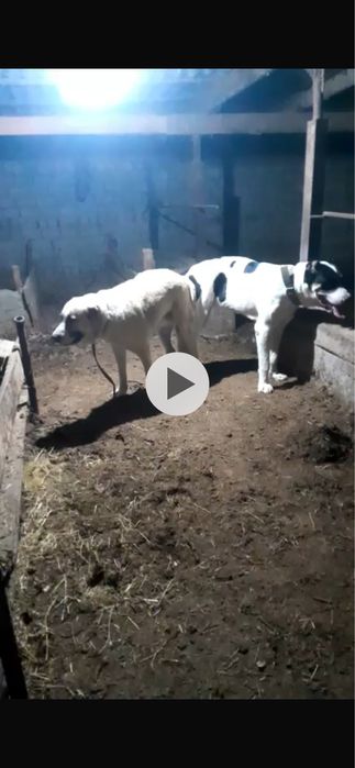 Ұрғашы алабайлар сатылады