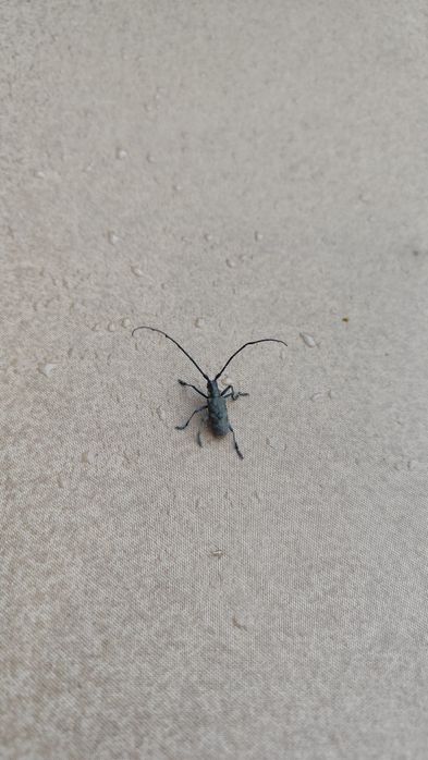 Обработка от всех видов насекомых