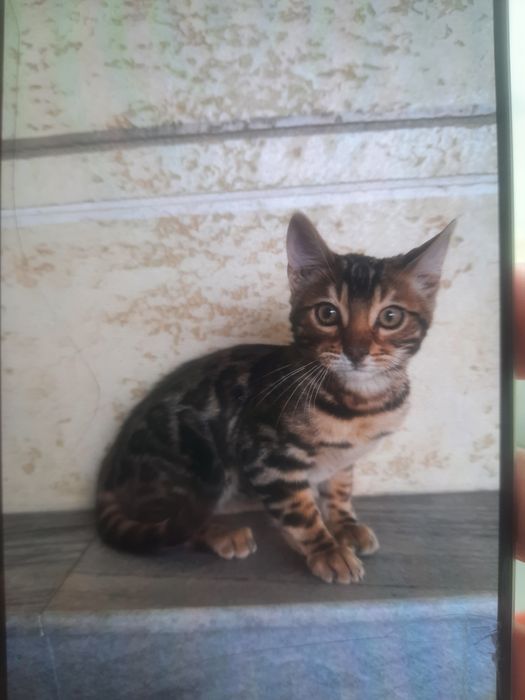 Бенгальская 2024