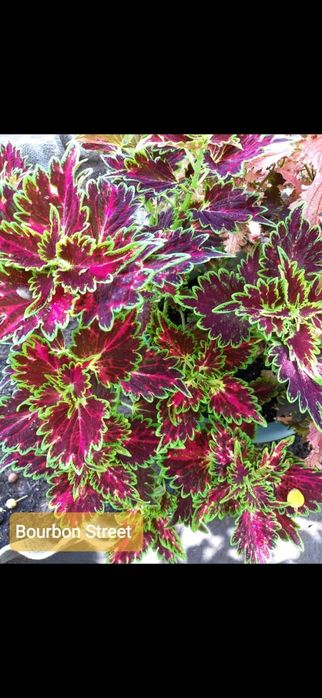 Продам цветы колеусы