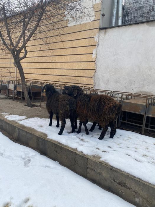 Тоқты қошқарлар сатылымда