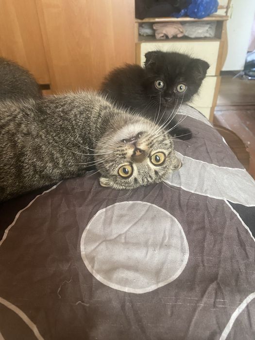 Котята ищут хозяина