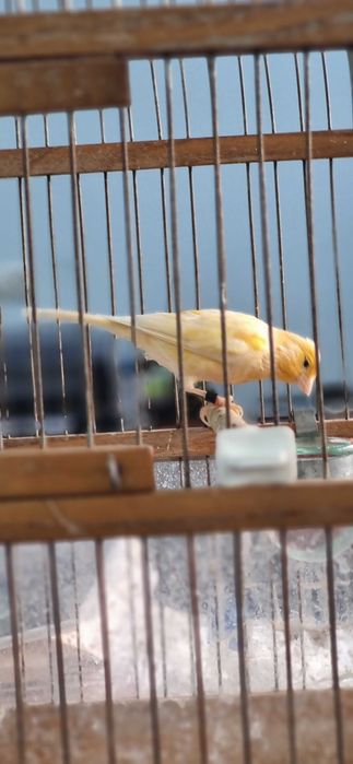 Канарейка самец шмель ярый/Шмель тайёр нар