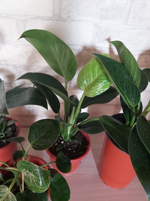 Комнатные цветы Филодендрон Биркин