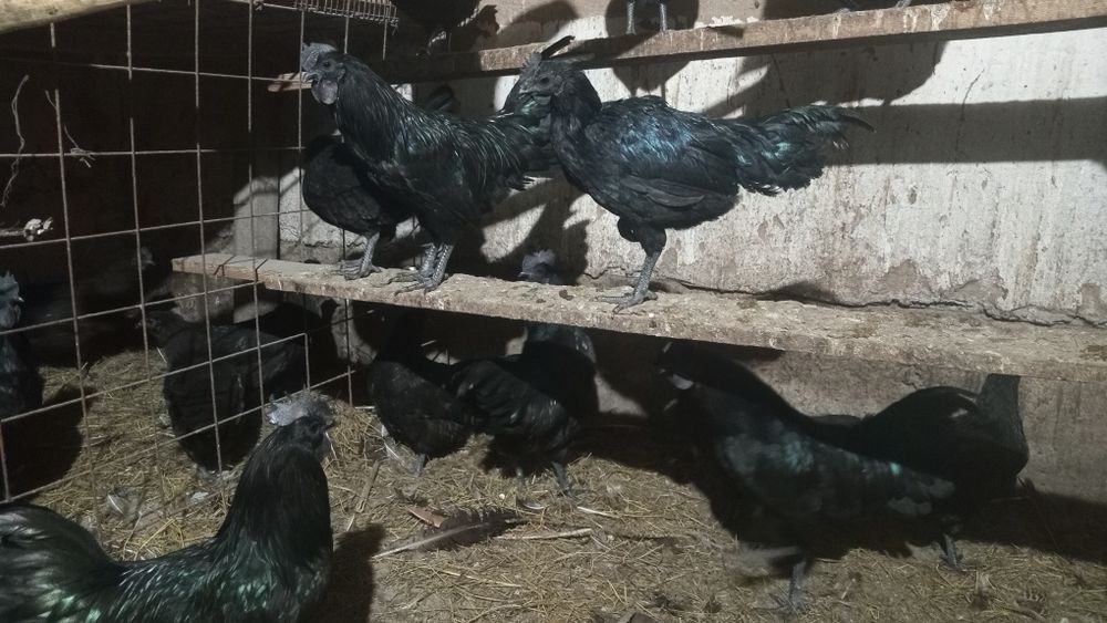 Продам чёрных кур, Аям Цемани