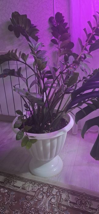 Продам цветок, большой.