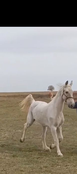 Vând  sau schimb cal pur sânge olandez 13 ani atelj și calarie