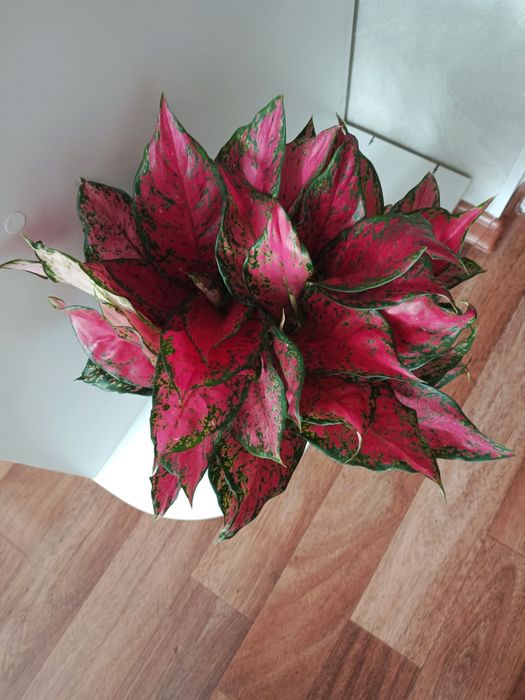 Цветы комнатные аглонема red