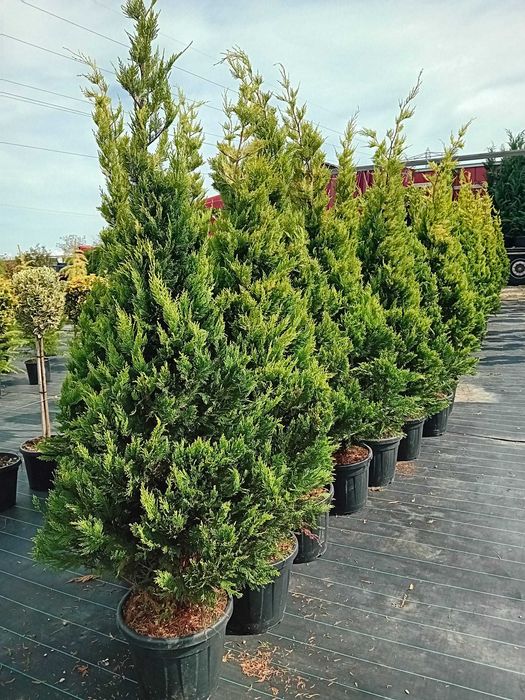 plante ornamentale