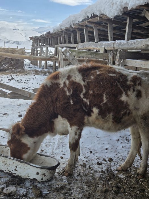 Продам корову молодая