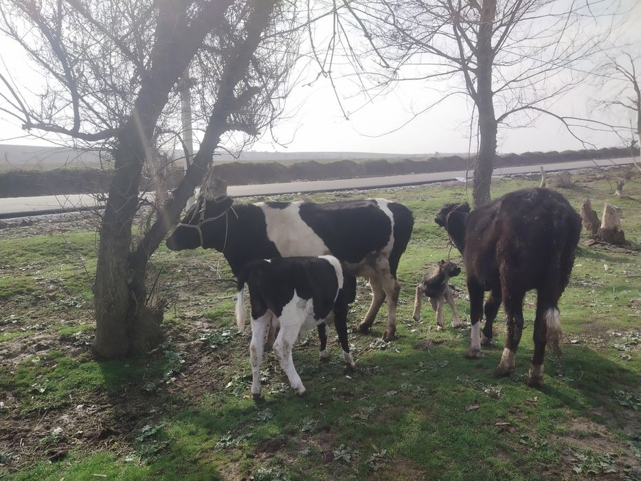 Бузаулы сыйыр сатылады