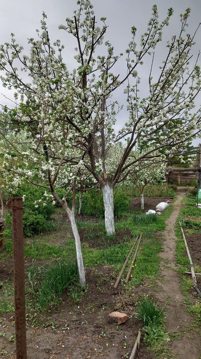 Продам дачу с/о Краснопартизанское