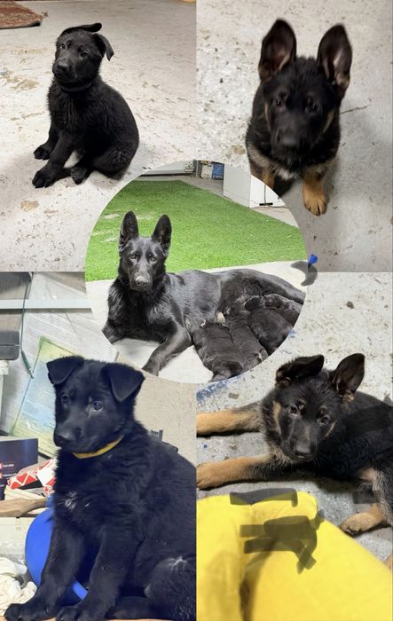 Немецкая овчарка