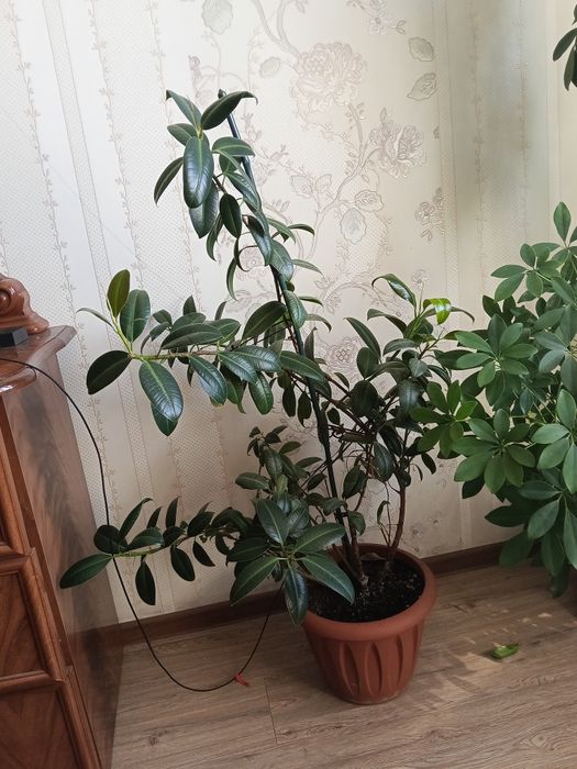 Продам фикус высота 110 см