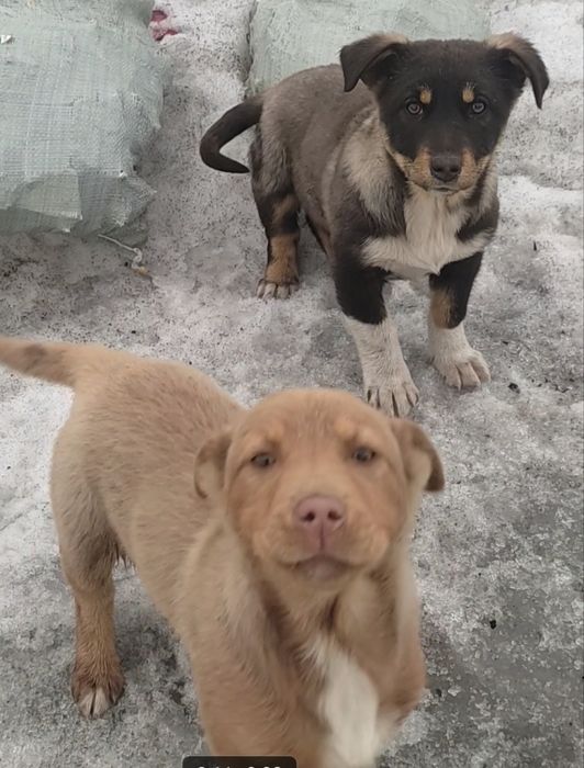 Девчонки щеночки