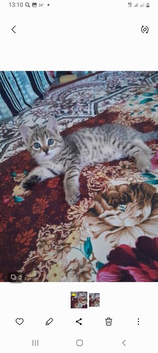 Мушкчалр яахги одамларга берамиз