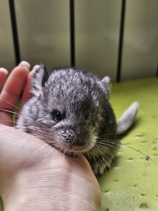 Малышка шиншиллы (стандарт) — открыта бронь