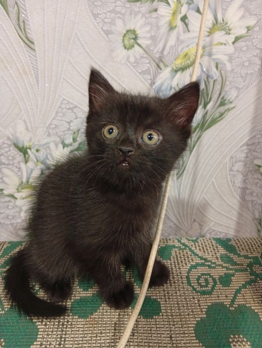 Отдам котёнка в добрые руки