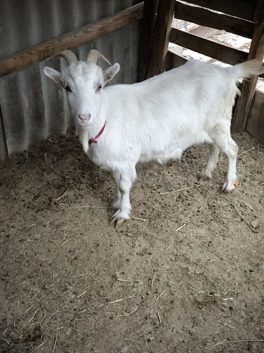 Орыс ешкі буаз сатылады