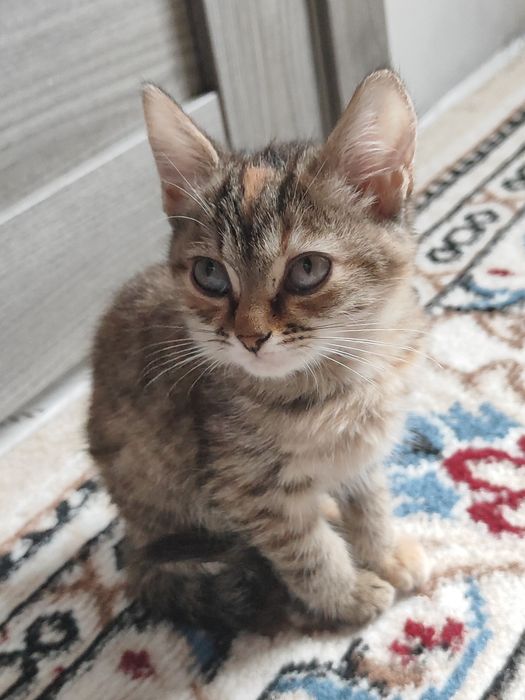 Отдаю котят в добрые руки