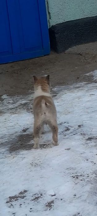 Западно сибирские щенки