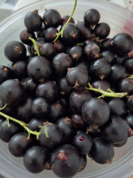 Смородина чёрная и красная