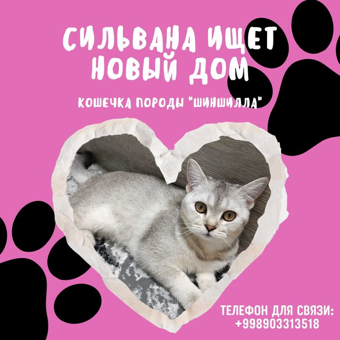 Необычно умная кошка — Серебристая шиншилла