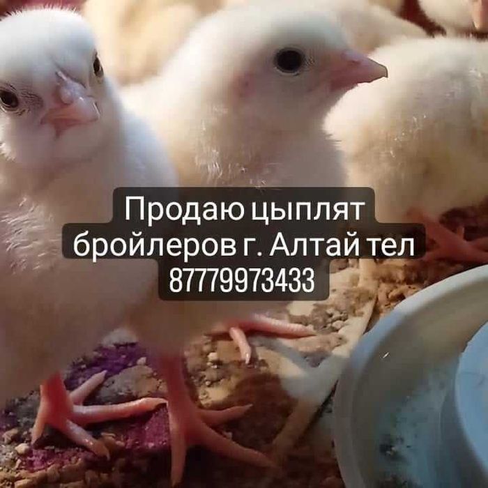 Продаю цыплят бройлеров