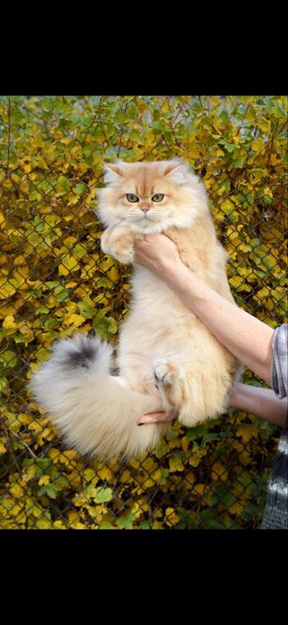 Вязка кота ny12 bri