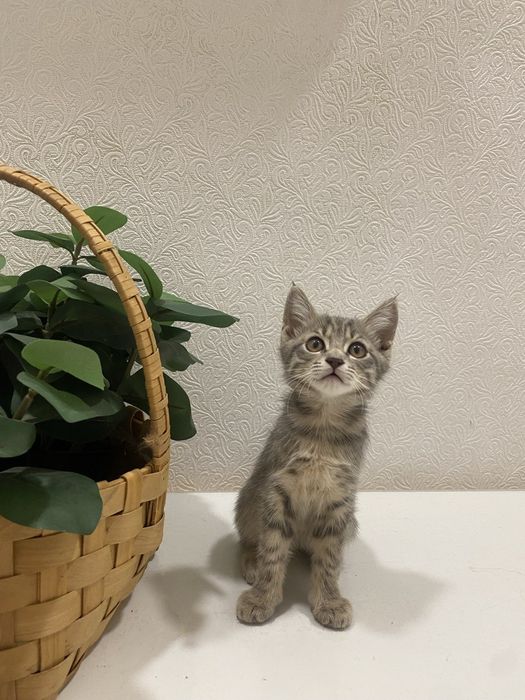 Продаем домашних котят,вакцинированые в надёжные, любищие руки