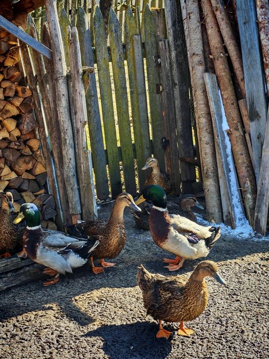 Oua rata Rouen 10 lei